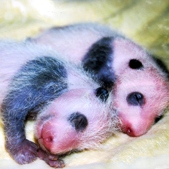 The Giant Panda Breeding and Research Center